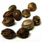Семена марихуаны АК-47  (Seeds AK-47) в Омутнинске